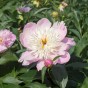 Paeonia Bowl of Beauty (1 Bulb)