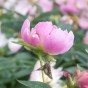 Paeonia Bowl of Beauty (1 Bulb)