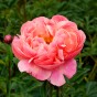 Paeonia Coral Charm (1 Bulb)