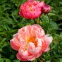 Paeonia Coral Charm (1 Bulb)