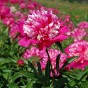 Paeonia Celebrity (1 Bulb)
