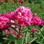 Paeonia Celebrity (1 Bulb)
