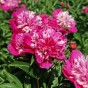 Paeonia Celebrity (1 Bulb)