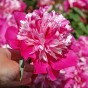Paeonia Celebrity (1 Bulb)