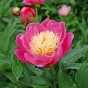 Paeonia Bowl of Beauty (1 Bulb)