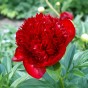 Paeonia officinalis red (1 Bulb)