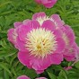 Paeonia Bowl of Beauty (1 Bulb)