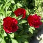 Paeonia officinalis red (1 Bulb)