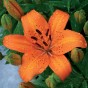 Lilium Orange (1 Bulb)