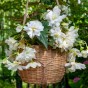 Begonia Pendula Mix (3 Bulbs)