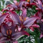 Lilium Black (1 Bulb)