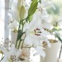 Lilium White (1 Bulb)