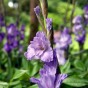 Gladiolus Blue Isle (8 Bulbs)