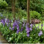 Gladiolus Blue Isle (8 Bulbs)