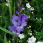 Gladiolus Milka (8 Bulbs)