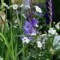 Gladiolus Milka (8 Bulbs)