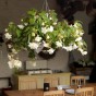 Begonia Pendula Mix (3 Bulbs)