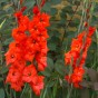 Gladiolus Traderhorn (10 Bulbs)