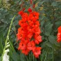 Gladiolus Traderhorn (10 Bulbs)