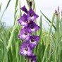 Gladiolus Nori (6 Bulbs)