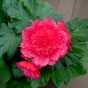 Begonia fimbriata pink (3 Bulbs)