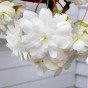 Begonia pendula white (2 Bulbs)