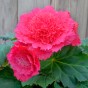 Begonia fimbriata pink (3 Bulbs)