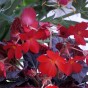 Begonia Pendula Mix (3 Bulbs)
