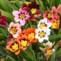 Sparaxis Superba Mix (15 Bulbs)