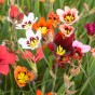 Sparaxis Superba Mix (15 Bulbs)