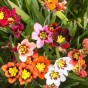 Sparaxis Superba Mix (15 Bulbs)