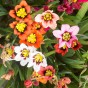 Sparaxis Superba Mix (15 Bulbs)