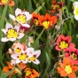 Sparaxis Superba Mix (15 Bulbs)