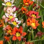 Sparaxis Superba Mix (15 Bulbs)