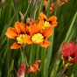 Sparaxis Superba Mix (15 Bulbs)
