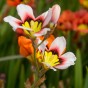 Sparaxis Superba Mix (15 Bulbs)