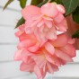 Begonia pendula pink (2 Bulbs)