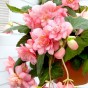 Begonia pendula pink (2 Bulbs)