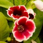 Gloxinia Kaiser Friedrich (2 Bulbs)
