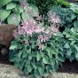 Hosta Blue Cadet (1 Bulb)