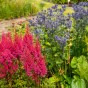 Astilbe Red (1 Bulb)