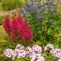 Astilbe Red (1 Bulb)