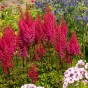Astilbe Red (1 Bulb)