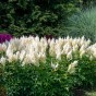 Astilbe White (1 Bulb)