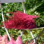 Astilbe Red (1 Bulb)