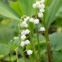 Convallaria White (3 Bulbs)