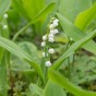 Convallaria White (3 Bulbs)