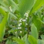 Convallaria White (3 Bulbs)