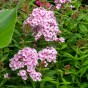 Phlox Bright Eyes (1 Bulb)