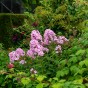 Phlox Bright Eyes (1 Bulb)